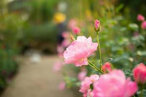 schöne bunte rosa rosen blühen im garten foto