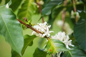 weiße kaffeeblumen in grünen blättern baumplantage hautnah foto