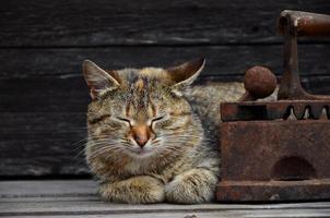 Eine dicke Katze befindet sich neben einem schweren und rostigen alten Kohleneisen auf einer Holzoberfläche foto