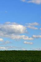 eine ländliche Landschaft mit einem grünen Feld später Sonnenblumen unter einem wolkig blauen Himmel foto