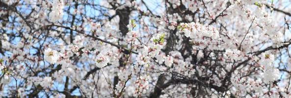 rosafarbener Apfelbaum blüht mit weißen Blumen auf Hintergrund des blauen Himmels foto