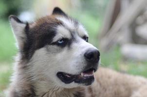 Arctic Malamute mit blauen Augen Schnauze Porträt Nahaufnahme. Dies ist ein ziemlich großer einheimischer Hundetyp foto