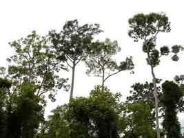 grüner Wald isoliert auf weißem Hintergrund foto