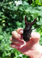 Hirschkäfer in der Hand. Insekt auf dem Hintergrund grüner Blätter. Kind entdeckt die Welt. foto