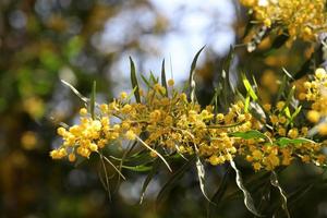 Sommerblumen auf Bäumen in einem Stadtpark in Israel. foto