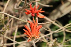 Sommerblumen auf Bäumen in einem Stadtpark in Israel. foto