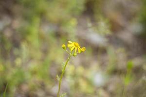 konzentrieren Sie sich selektiv auf die Kamillenblüten oder die Blüten der Kamillenpflanze. kleine gelbe gänseblümchenblumen. Wiesenfeld in einem offenen Raum foto