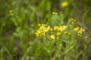 konzentrieren Sie sich selektiv auf die Kamillenblüten oder die Blüten der Kamillenpflanze. kleine gelbe gänseblümchenblumen. Wiesenfeld in einem offenen Raum foto