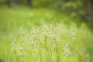 Wiesenfeld mit flauschigem Gras. sommer frühling naturlandschaft. grüner Landschaftshintergrund für eine Postkarte, ein Banner oder ein Poster foto