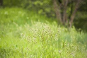 Wiesenfeld mit flauschigem Gras. sommer frühling naturlandschaft. grüner Landschaftshintergrund für eine Postkarte, ein Banner oder ein Poster foto