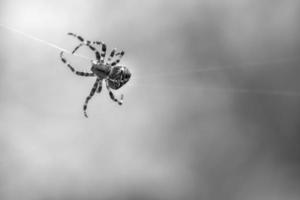 Kreuzspinne in Schwarz und Weiß, die auf einem Spinnenfaden kriecht. Halloween-Schreck foto