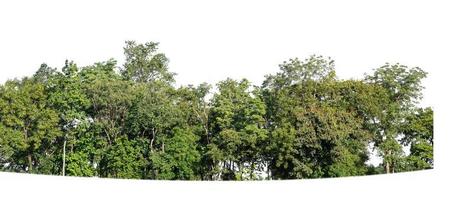 Wald und Laub im Sommer isoliert auf weißem Hintergrund foto