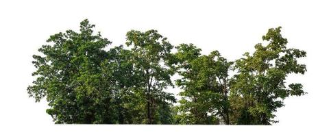 Wald und Laub im Sommer isoliert auf weißem Hintergrund foto