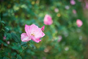 schöne bunte rosa rosen blühen im garten foto