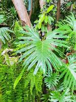 grüne Palme im Garten foto