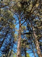 schöne Aussicht auf den Wald foto