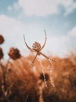 Argiope lobata weibliche Spinne. Nahaufnahme Makrofoto. foto