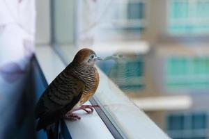 Zebrataube - geopelia striata - auf dem Fenster. foto