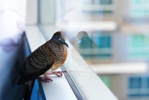 Zebrataube - geopelia striata - auf dem Fenster. foto