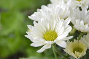 weiße Chrysantheme blüht Makrobild, Blumenhintergrund. foto