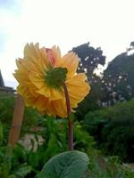 Hintergrundfoto der gelben Dahlienblume foto