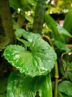 grünes Blattporträt mit Wassertropfen darauf foto