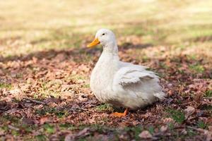 weiße gans steht auf gras und gelben blättern auf unscharfem hintergrund. Hausentenwanderungen. sonniger Tag. geflügel, bauernhofkonzept foto