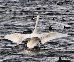 Blick auf einen Singschwan foto