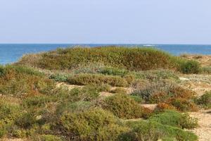 grüne pflanzen und blumen an den ufern des mittelmeeres im norden israels. foto