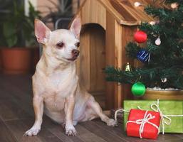 kurzhaariger Chihuahua-Hund, der vor dem hölzernen Hundehaus mit Weihnachtsbaum und Geschenkboxen sitzt und wegschaut. foto