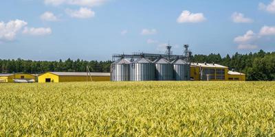 Agro-Silos-Getreideaufzug in einer Agro-Verarbeitungsanlage zur Verarbeitung, Trocknung, Reinigung und Lagerung von landwirtschaftlichen Produkten in Roggen- oder Weizenfeldern foto
