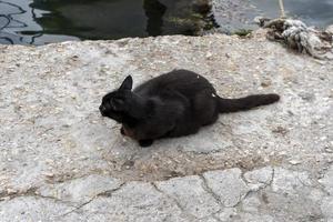 Porträt einer schwarzen Katze auf einem Seesteg foto