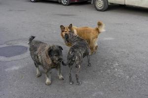 Straßenhunde auf der Straße in der Nähe von Autos. Jalta, Krim foto