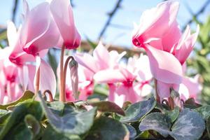 blühende zimmerpflanze rosa cyclomenes nahaufnahme im gewächshaus foto