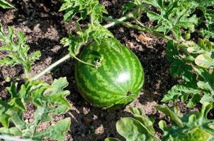 Wassermelone wächst auf einem Melonenbeet foto
