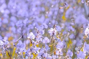 verschwommen, lila Blumenblüte auf dem Feld. Schönes Wachstum und Blumen auf der Wiese, die morgens blüht, selektive Fokusnatur auf Bokeh-Hintergrund, Vintage-Stil foto