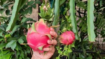 Hand, die Drachenfrucht auf Drachenfruchtbaumhintergrund hält 01 foto