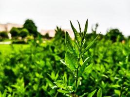 grünes Pflanzenblatt foto