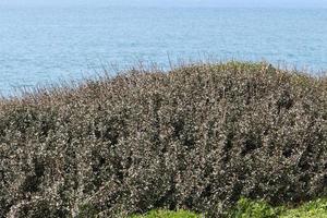 grüne pflanzen und blumen an den ufern des mittelmeeres im norden israels. foto