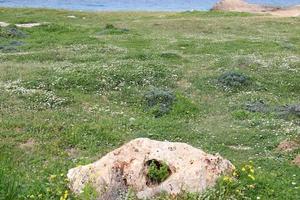 grüne pflanzen und blumen an den ufern des mittelmeeres im norden israels. foto