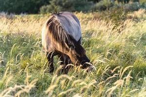 Wildpferde auf den Feldern in Wassenaar in den Niederlanden. foto