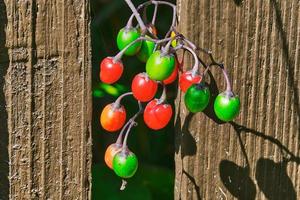 Bittersüßer Nachtschatten bunte grüne und rote Beeren wachsen außerhalb des Zauns mit Sonnenlicht am frühen Morgen foto