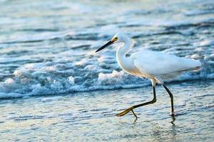 Schneereiher watet bei Sonnenaufgang durch die Küste von Myrtle Beach South Carolina foto