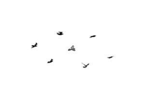 Vogelschwarm fliegt isoliert auf weißem Hintergrund foto
