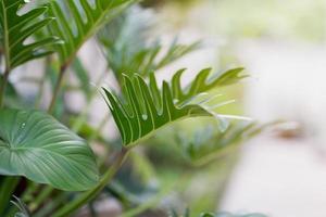 Philodendron xanadu kroatisch foto