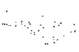 Vogelschwarm fliegt isoliert auf weißem Hintergrund foto