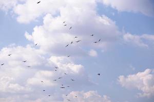 Vogelschwarm fliegt in den blauen Himmel foto