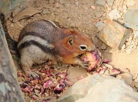 Grundeichhörnchen, das einen Tannenzapfen frisst foto