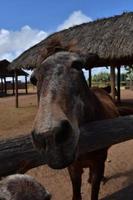 neugieriges braunes pferd, das in aruba nach vorne greift foto