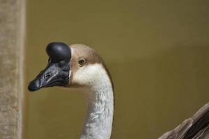 weiß-braune Gans mit schwarzem Schnabel foto